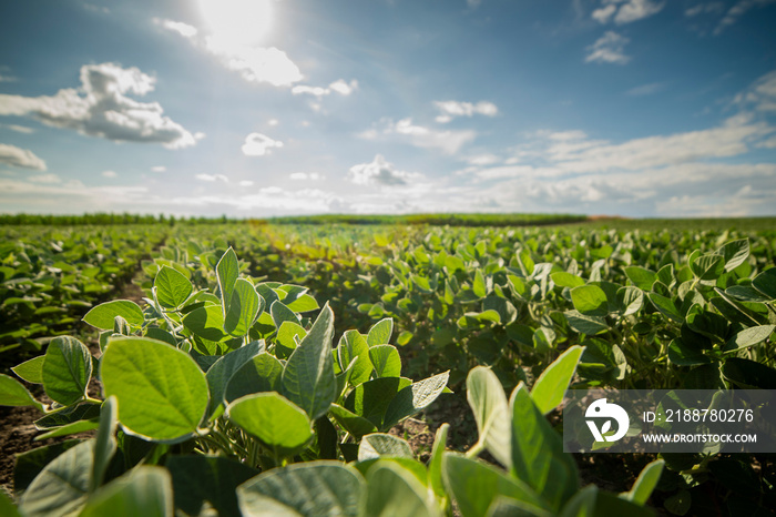 Soybean field ripening at spring season, agricultural landscape