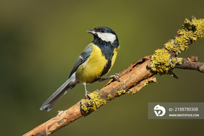 Single great tit sitting on tree branch