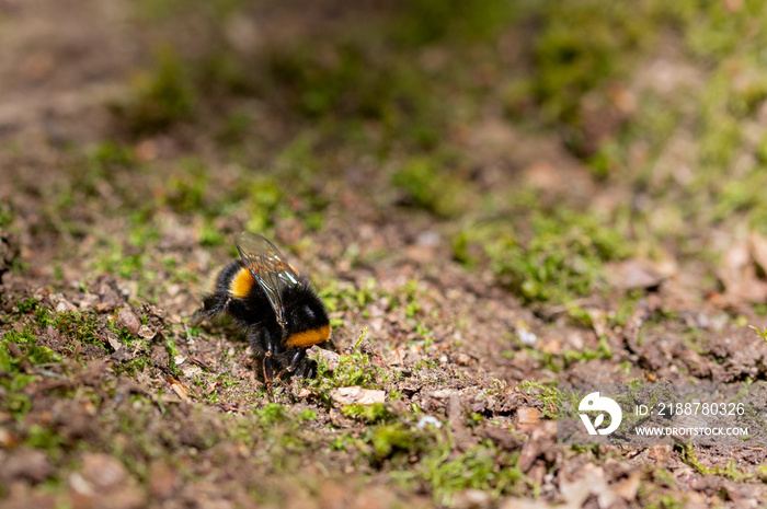 Queen bufftailed bumblebee, Bombus terrestris, digging amongst moss on the forest floor