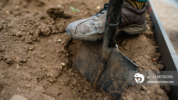 Gardener digging with garden spade in earth soil.farming, Soil preparing for planting in spring. Digging the earth to plant potatoes. Agriculture and people concept