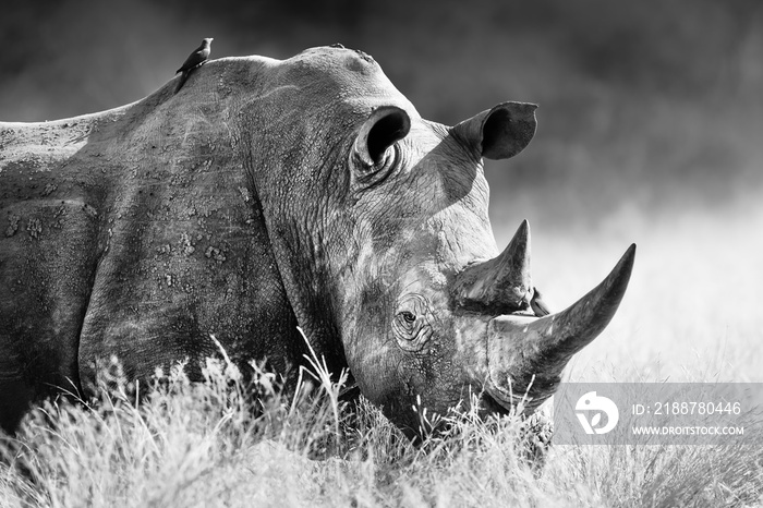 White rhinoceros, rhino bull portrait , highly focused and alerted in tall grass. Black and white. Ceratotherium simum