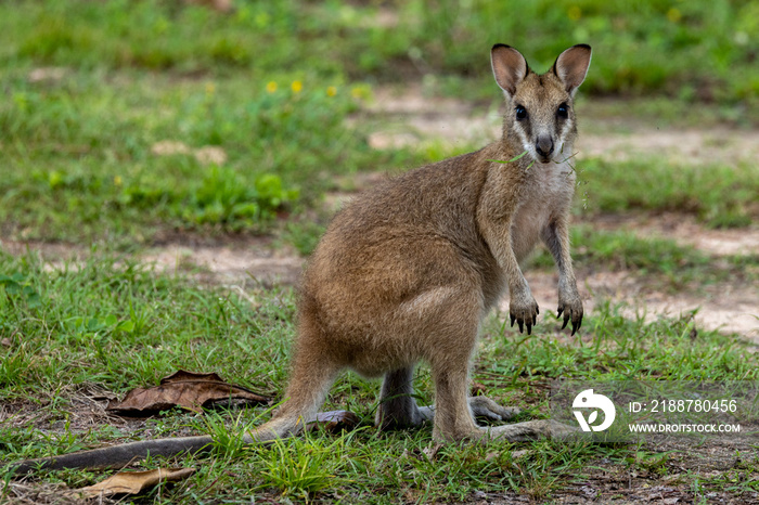 Agile Wallaby in Queensland Australia