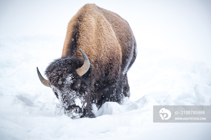 Bison swings his head side to side to push away sno and reveals the grass