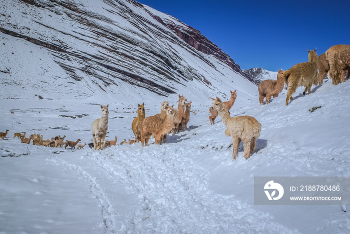 Llamas in Peru