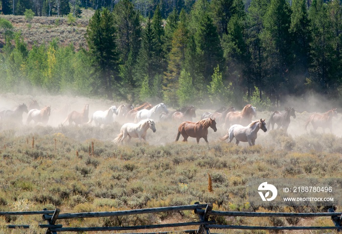 Horses running and kicking up dirt in a dude ranch in Tetons Wyoming