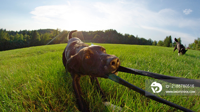 POV: Energetic puppy tugs on destroyed frisbee in a sunny meadow near forest.