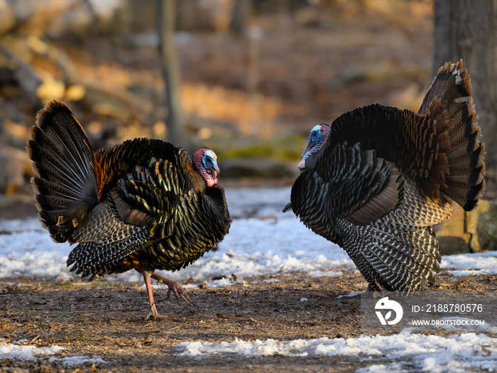 Male (tom) wild turkeys with their tail feathers fanned out in early Spring