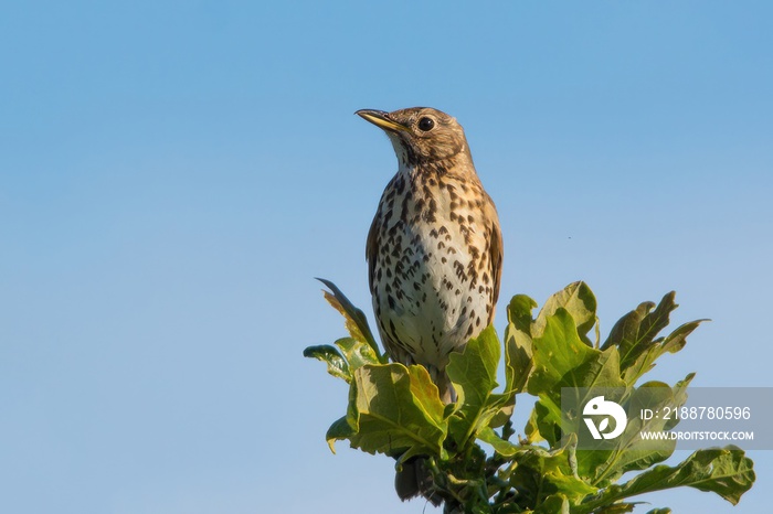 Song thrush /Turdus philomelos