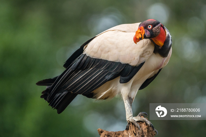 Adult King Vulture (Sarcoramphus papa), Laguna del Lagarto, Costa Rica