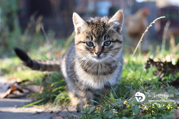 gray fluffy cute cat sitting in the grass, autumn time, blurred background, animal portrait