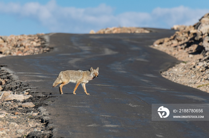 A Coyote in the High Rocky Mountains in Colorado