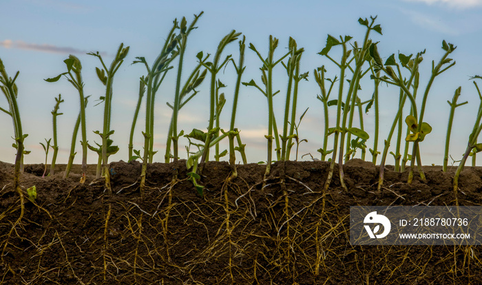 Young soybean shoots with roots are eaten by locusts.