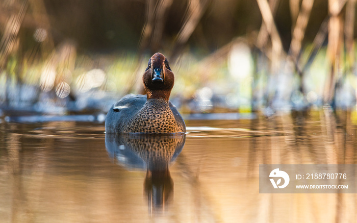 Male of Eurasian Teal, Common Teal or Eurasian Green-winged Teal, Anas crecca on the water in the rays of the morning sun