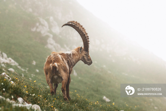 Ibex