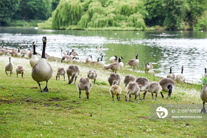 Baby goose chicks or goslings feed at the river bank protected by adult geese