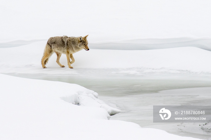 Stalking Coyote in the snow along a Frozen River