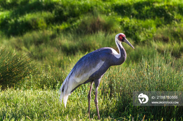 Sandhill crane (Antigone canadensis)  in green grass natural environment. Cranes often considered the world’s tallest flying birds