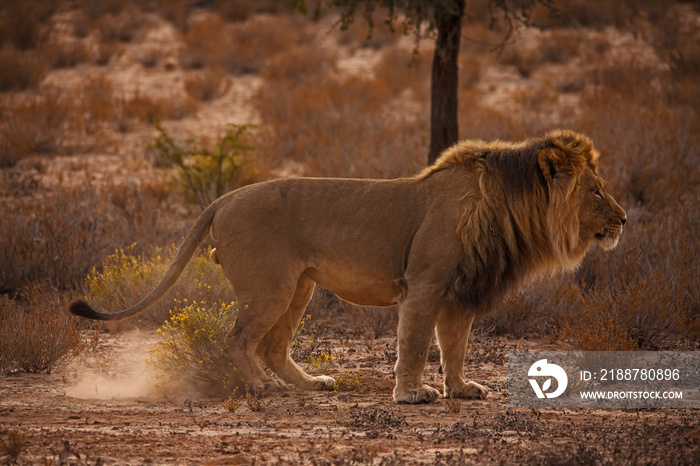 Kalahari Lion Panthera leo 5235