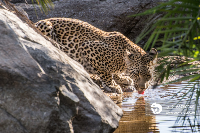 Young leopard (Panthera pardus) drinking from a pool in the sunlight in the Sabi Sands, Greater Kruger, South Africa