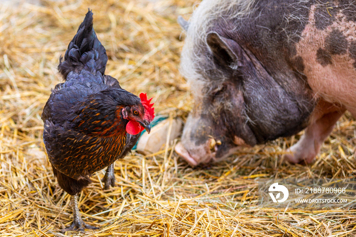 Am Bauernhof - Huhn und Schwein