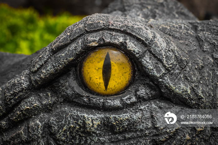 Yellow eyes of crocodiles.