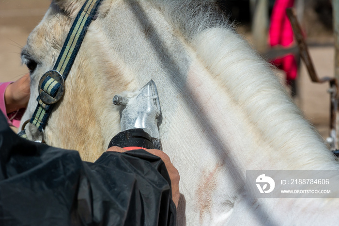 Man shearing a white horse with a professional clipper