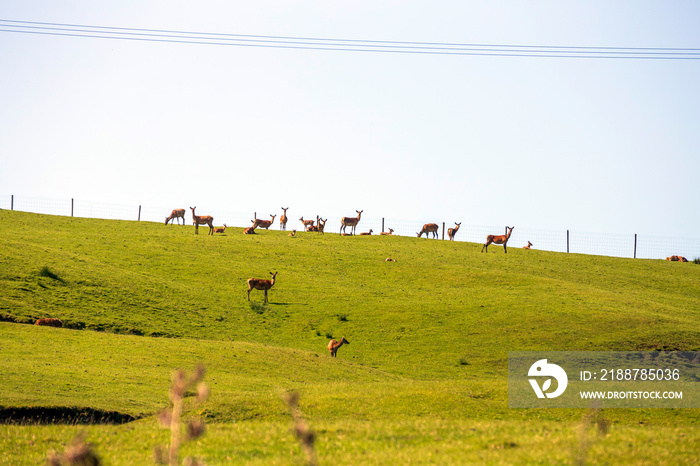 Flock of deers on the meadow