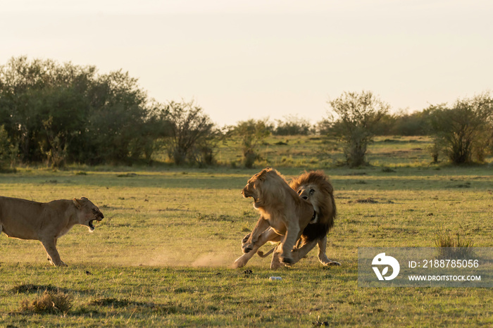 A male lion fighting with sub-adult lions from the pride inside Masai mara National Reserve during a wildlife safari