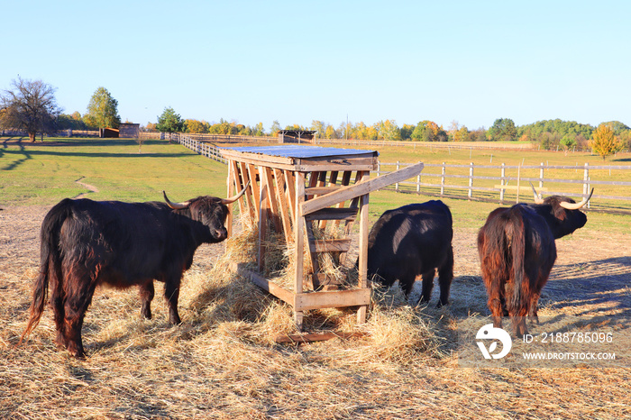 View of Dexters - Irish breed of small cattle at the farm