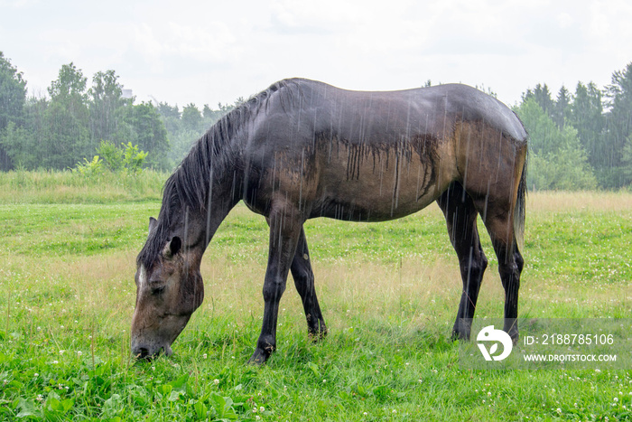 Brown horse grazing in the rain in a forest clearing on a summer day