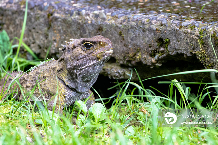 Tuatara, the prehistoric native reptile from New Zealand