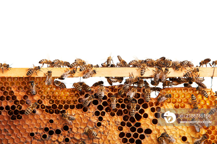 Bees on a honeycomb, isolated on white background