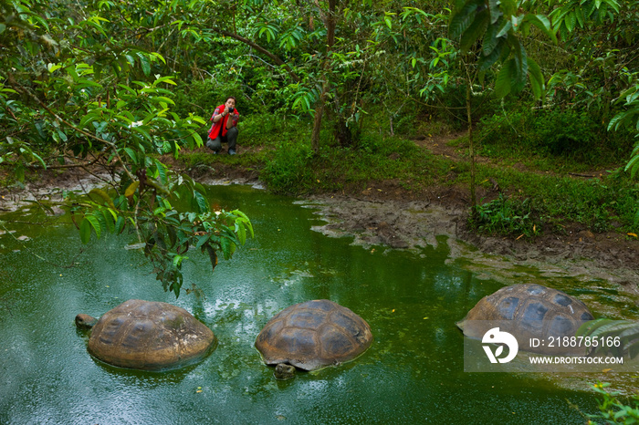 Tortuga gigante (Geochelone nigra), Reserva Natural El Chato, Finca Primicias, Isla Santa Cruz, Islas Galapagos, Ecuador