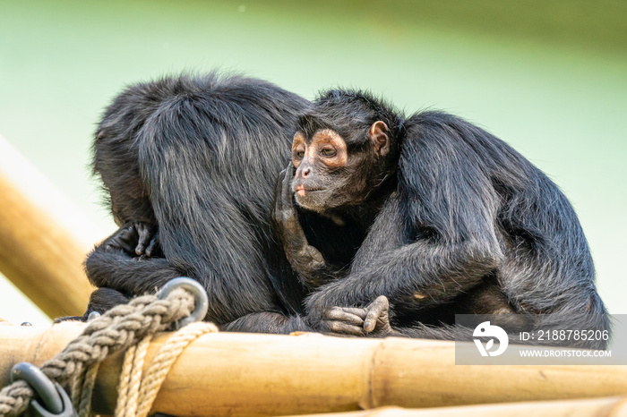 The black-headed spider monkey, Ateles fusciceps is a species of spider monkey