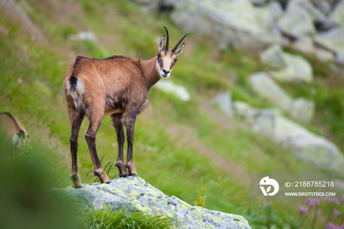 Chamois on the top of rock in High Tatras