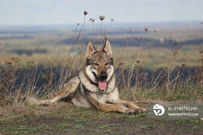 Tschechoslowakischer Wolfhund