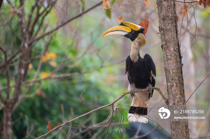 Great hornbill on branch on green background in nature