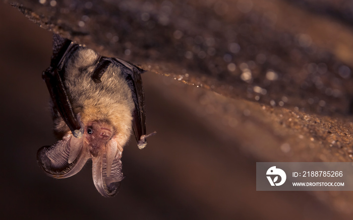 Close up picture of small Brown long-eared bat Plecotus auritus hanging upside down in dark cave resembling similar gray Plecotus austriacus. Wild animal portrait in natural habitat.