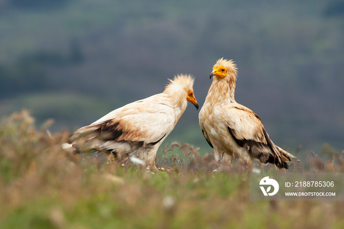 Two Egyptian vultures (Neophron percnopterus), looking for food on the ground, Leon, Spain.