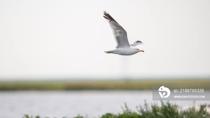 California Gull.(Larus californicus)