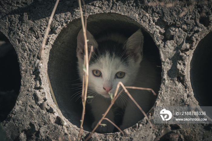 Beautiful stray kitten living in the ruined slums.