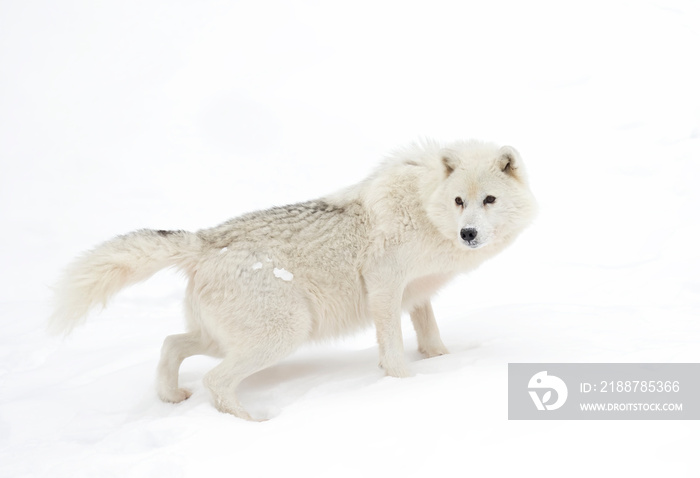 Arctic wolf isolated on white background walking in the winter snow in Canada