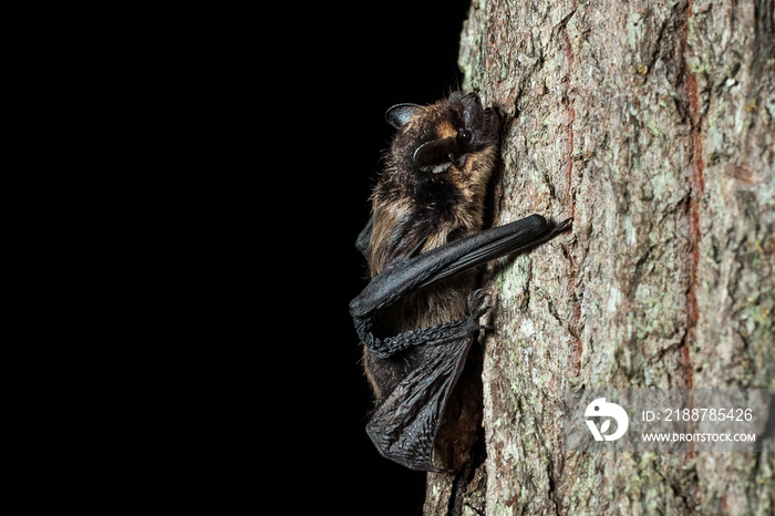 The northern bat (Eptesicus nilssonii)