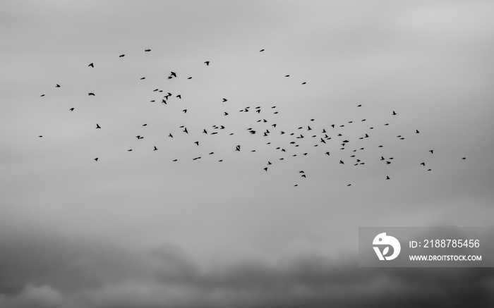 Sparrow flock flying over dark clouds in gray sky