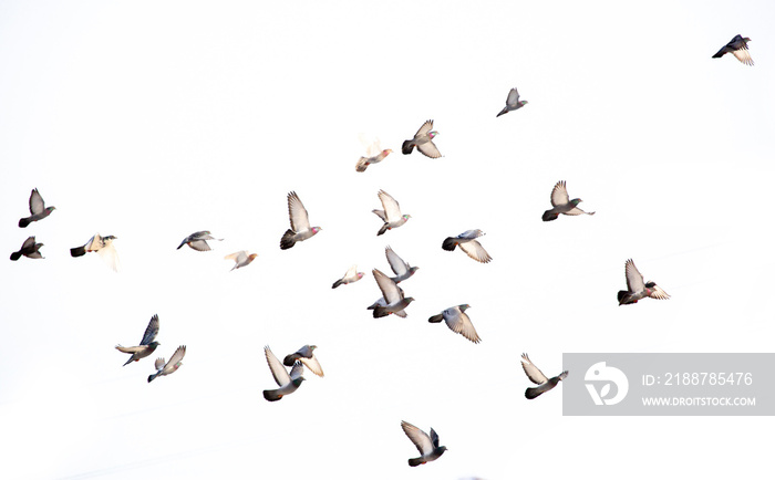 A flock of birds flying on a white background isolated. Awakening of nature in spring, free flight.