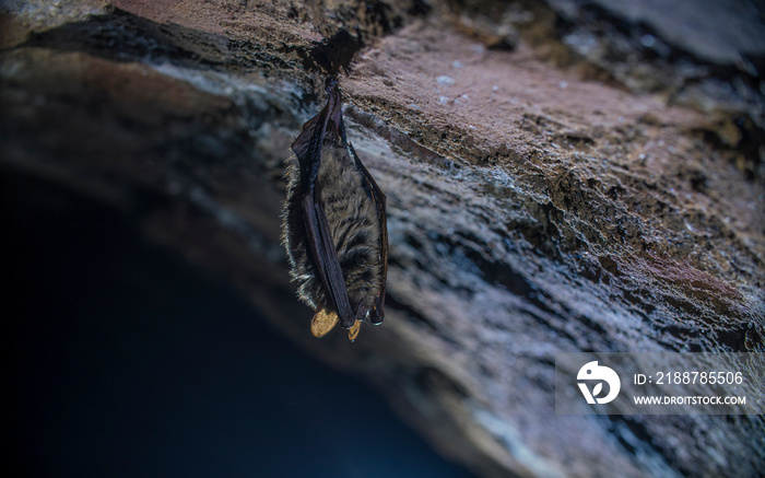 Close up strange animal Geoffroy’s bat Myotis emarginatus hanging upside down on top of cold brick arched cellar moving awakened just after hibernating. Creative wildlife take.