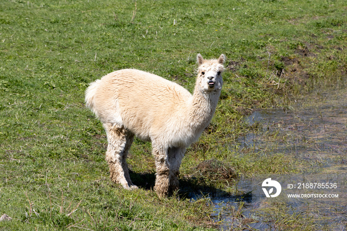 llama in the grass at side of pond