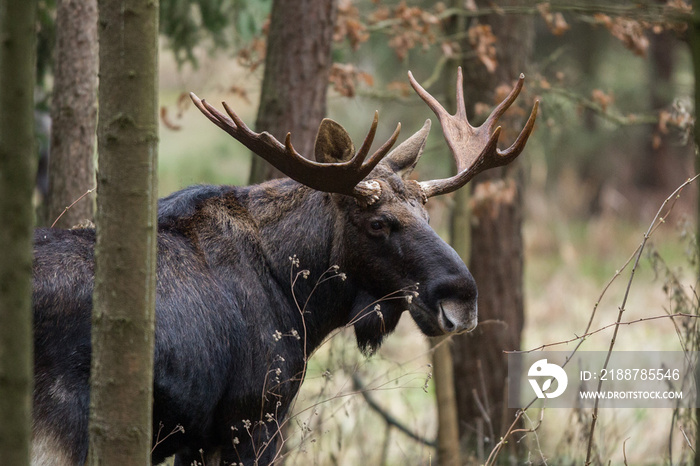 Mammal - bull moose (Alces)