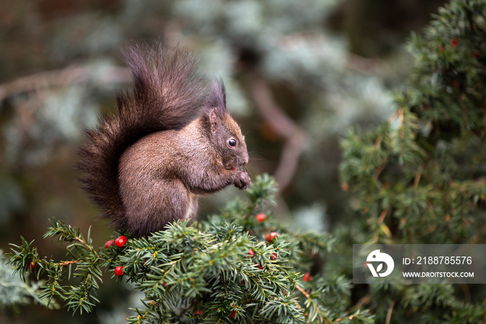 Squirrel Taxus baccata