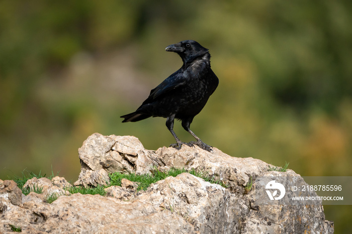 Beautiful close portrait of a raven on a rock with the background out of focus in the mountains of Leon in Spain, Europe